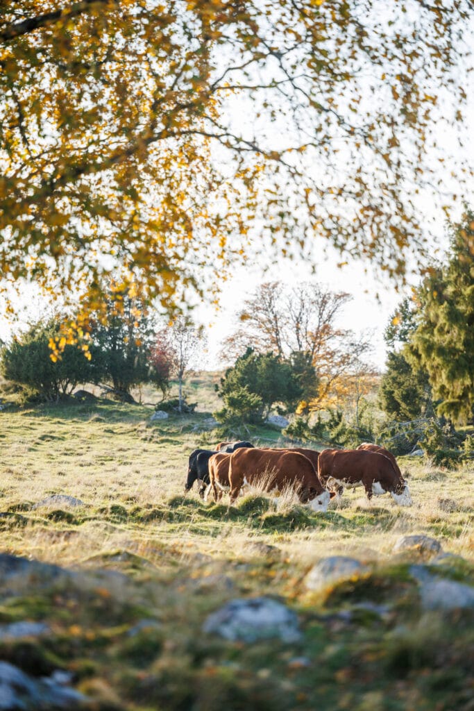 vilda djur upplysningar